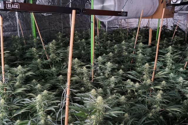 The cannabis grow in Kirton. Image: Lincs Police