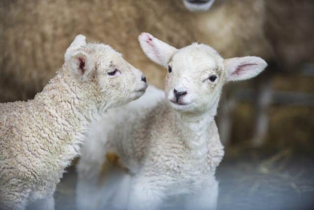 Farmers are busy lambing at this time of year