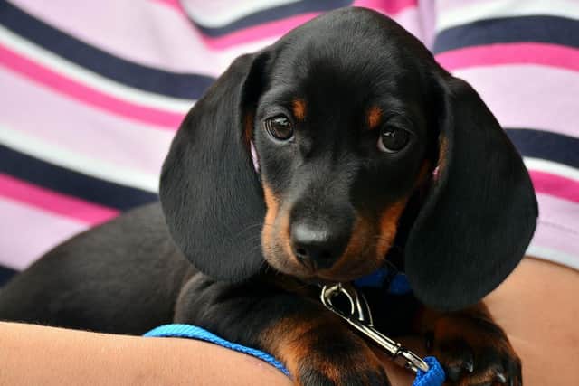 The UK has seen a rise in dog thefts during the Covid-19 pandemic