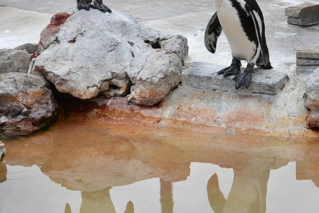 There are plans for a new enclosure for the penguins by next season.