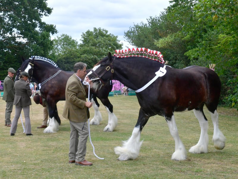 A heavy horse show formed part of the day's fun.