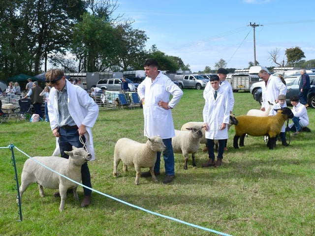 Sheep judging at this traditional country show.