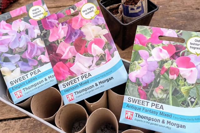 Sweet peas can add colour during the darker, winter months.