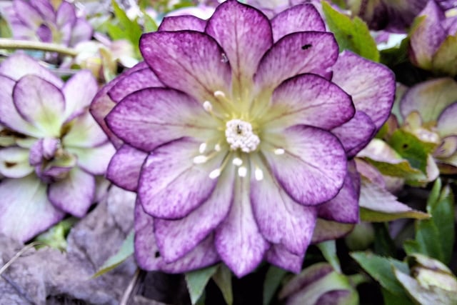 A beautiful close-up photo of hellebore in the area, as snapped and sent in by Andy Eyre