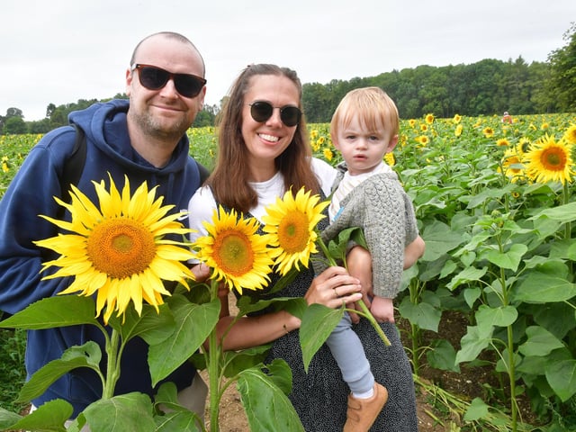 Dom Finn and Sophie Keeble with 14-month-old Charlie Finn at the sunflower event.