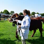 Judging the Lincoln Red Bulls at Woodhall Spa Country Show. Photos: Mick Fox