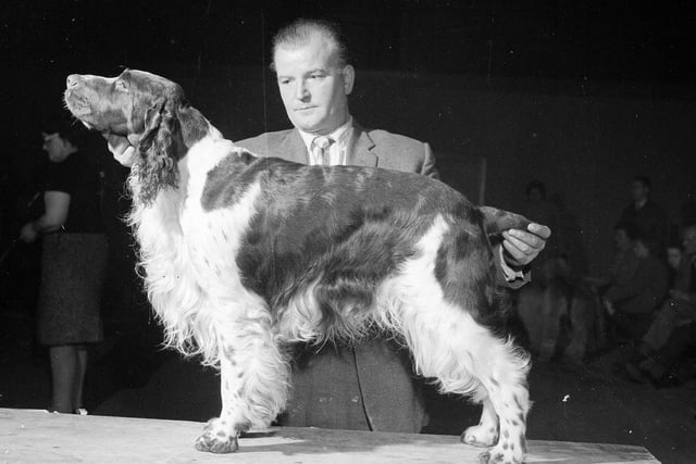 Mr A Stevenson of Galston with 'Paidmyre Mallard' - the Supreme Champion at the Scottish Kennel Club Championships at Waverley Market in 1964.