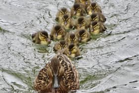 ​A delightful snap from David Hodgkinson shows this family outing and is aptly titled ‘Follow The Leader.’