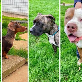 East Lindsey District Council is trying to reunite these dogs with their owners.