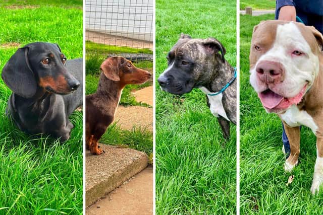 East Lindsey District Council is trying to reunite these dogs with their owners.