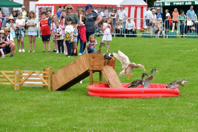 Action from Dog & Duck Display in the main arena.