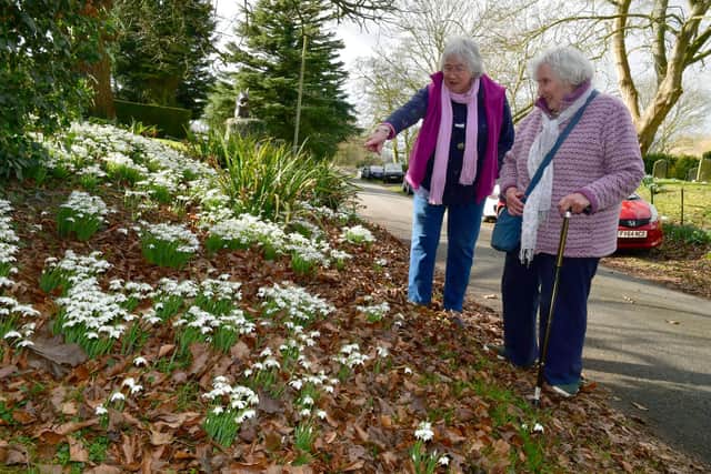 Ann South and Margaret Bouskill admire Edlington's snowdrops.