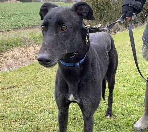 One of the latest rescues at Seaside Greyhounds who will soon be looking for his forever home.