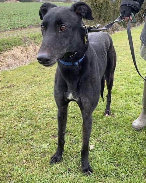 One of the latest rescues at Seaside Greyhounds who will soon be looking for his forever home.