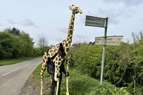 Sebastian Mayer with life-size giraffe puppet Zarafa in Harrington.