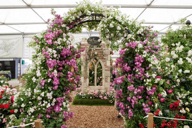 Peter Beales Roses has won 28 Royal Horticultural Society Chelsea Flower Show Gold medals. This is an example of one of its stands.