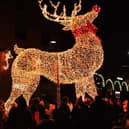 The reindeer at Marshall's Yard