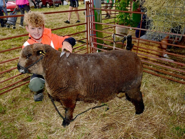 Joe Trofer-Cook 11 of Billinghay grooming his prize winning Coloured Ryeland Ram called Connor.