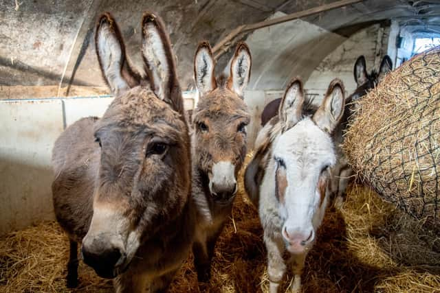 Dory, Petal and Vera the resident donkeys.