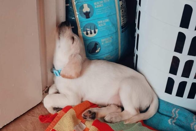 It may not look comfortable to us, but this odd position isn't stopping puppy Jasper from enjoying his nap.