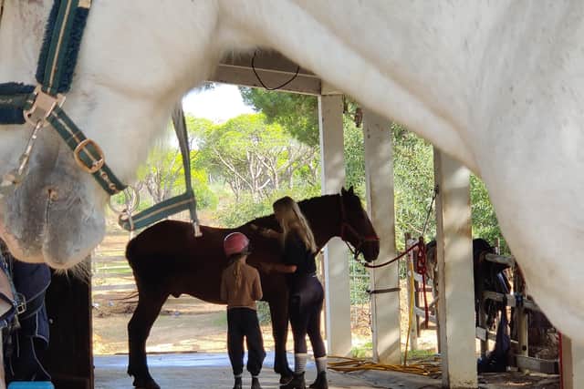 Horse riding is a fun activity to try at Pinetrees stables