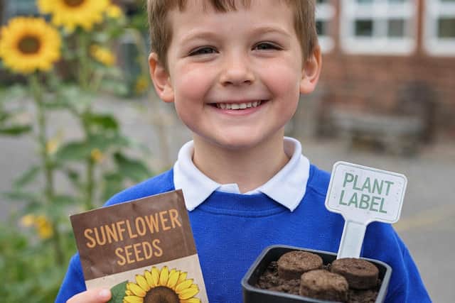 Child at St Andrew’s C.E. Primary School, Woodhall Spa, launching the Woodhall Spa in Bloom Sunflower Challenge. Photo: WSiB