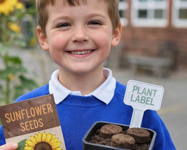 Child at St Andrew’s C.E. Primary School, Woodhall Spa, launching the Woodhall Spa in Bloom Sunflower Challenge. Photo: WSiB