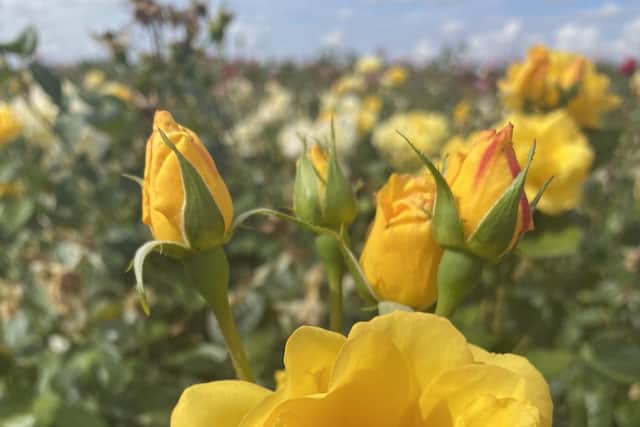 The Rose for Hope.