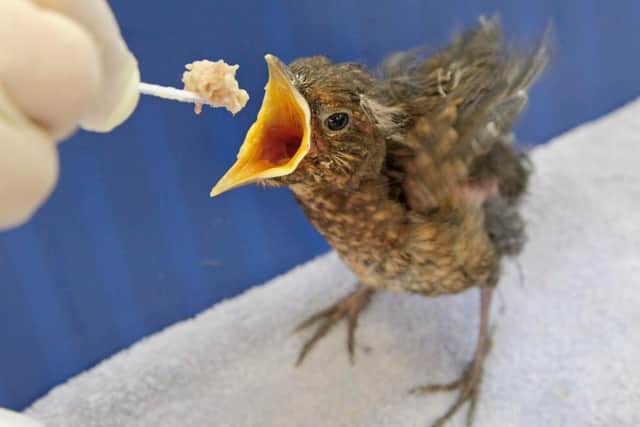 A single blackbird fledgling being fed