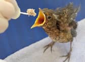 A single blackbird fledgling being fed