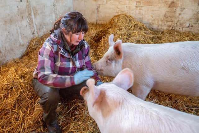 The Ark's Tracey Cashman with Jeff and Ethel the pigs.