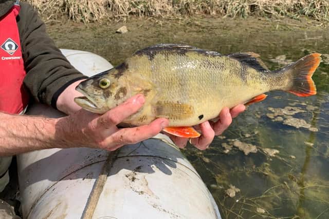 A bream also found dead in the Maud Foster drain near Boston. Photo: Environment Agency
