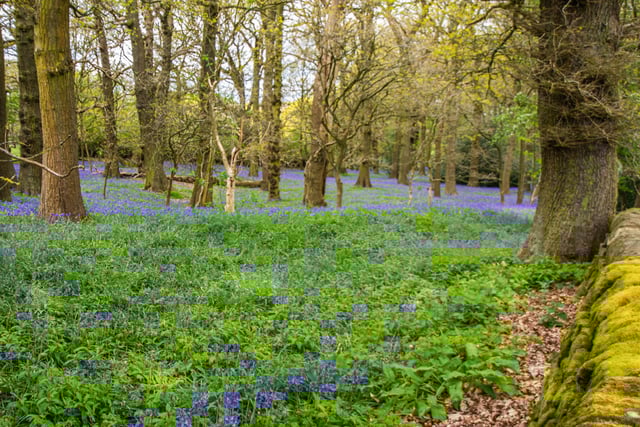 A delightful offering from Dave Long shows a carpet of bluebells, spotted during a walk through the woods.