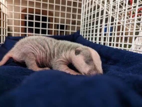 The RSPCA centre is doing its best to help the orphaned cub pull through.