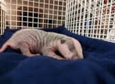 The RSPCA centre is doing its best to help the orphaned cub pull through.