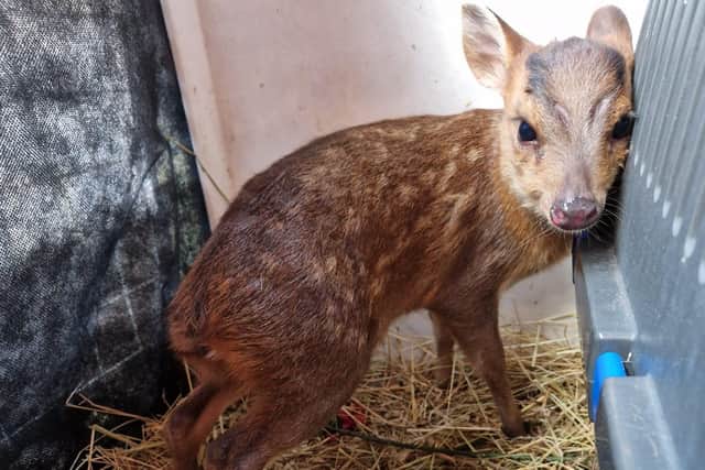 Poppy the injured fawn was found next to her mother's body on a road in the Skegness area.