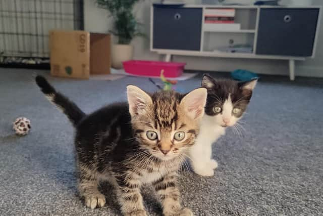 Cleo and Clara are in the care of Skegness and District Cats Protection.