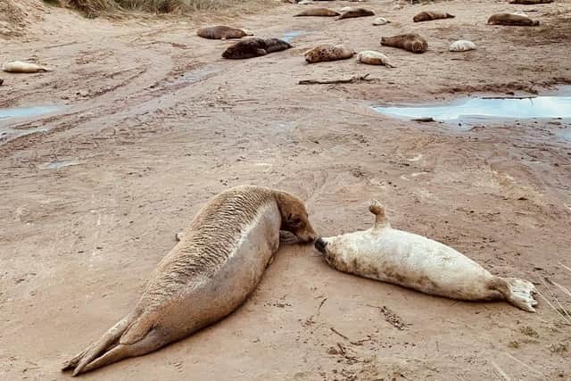 Pupping season at Donna Nook. Photo Copyright Landmarc 2023