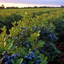 Eyre Trailers in Coningsby have been awarded nearly £300,000 for their blueberry picking project.