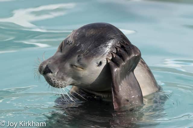 Natureland Seal Sanctuary in Skegness is a must-see for animal lovers.