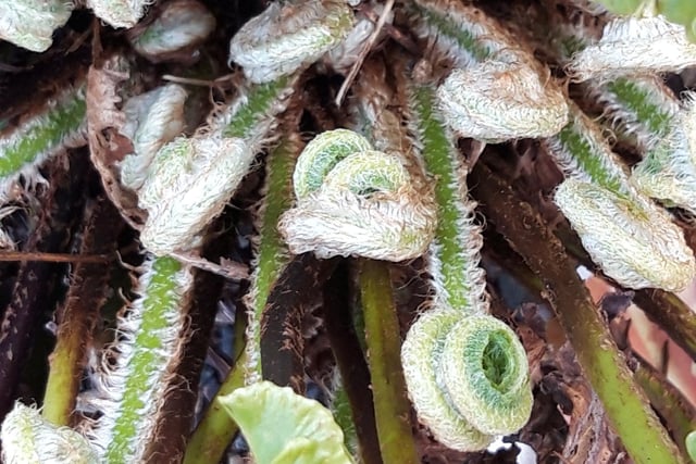 ​Here’s a quirky shot from Diana Wood that shows these ferns about to unfurl.