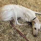 Nyah was left for dead by hare coursers