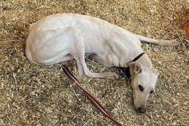 Nyah was left for dead by hare coursers
