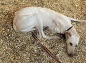 Nyah was left for dead by hare coursers