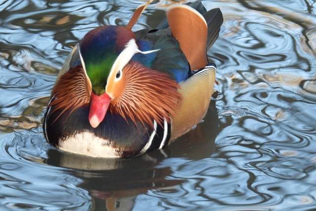 A delightful photo from Eastwood's Rita Needham shows a mandarin duck at Shipley Country Park.