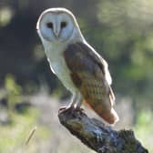 A beautiful photo from Eastwood's Ivan Dunstan of a female barn owl.