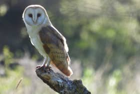 A beautiful photo from Eastwood's Ivan Dunstan of a female barn owl.