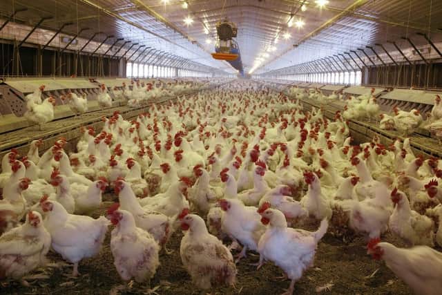 A generic image of a typical chicken 'factory farm' in the UK. (PHOTO BY: Getty Images)