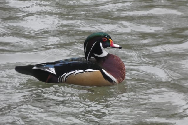 This North American Wood Duck is looking good at Tickhill Millpond in this latest snap by Lynda Blackshaw.