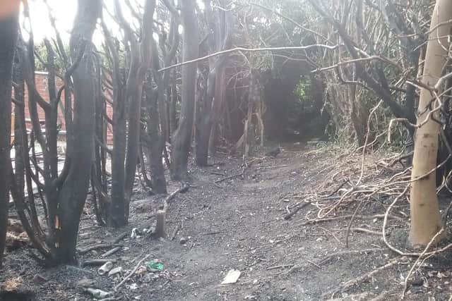The conifer-lined ditch in Langrick Road, where nearby residents say they have found evidence of drinking and drug-taking.